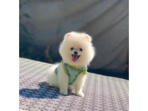 Pomeranian boo safkan ayı surat bebeklerim