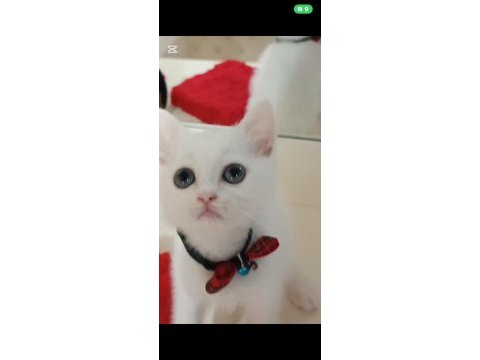 Dünya tatlısı scottish fold ve british yavrularım