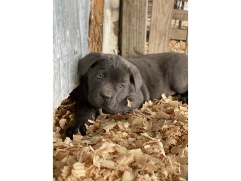 Üst seviye cane corso yavruları