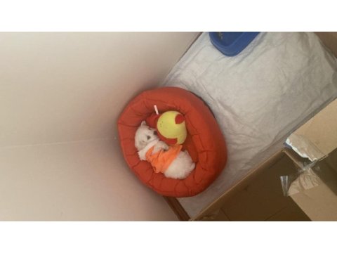 Yavru köpeğimiz