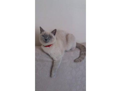 Sevimli ve oyuncu minikler scottish fold