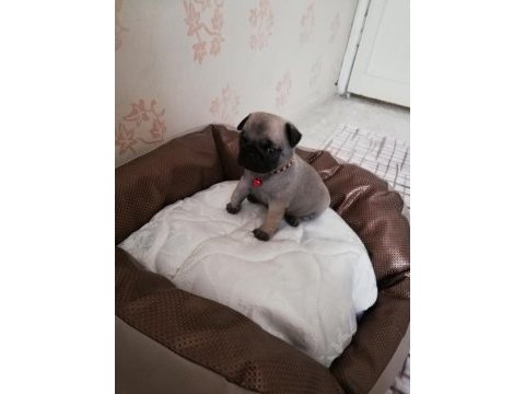 Yavru pug mops