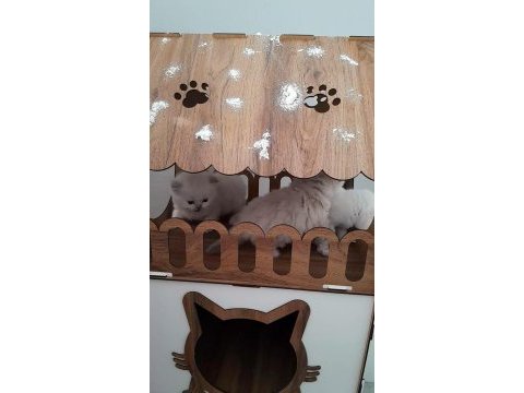 Maviş gözlü british shorthair bebekler