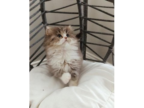 Point longhair bebeğim