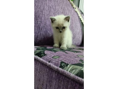 British shorthair erkek yavrular