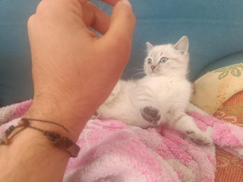 Kedimize acil yuva aranıyor 2 buçuk aylık yavrular