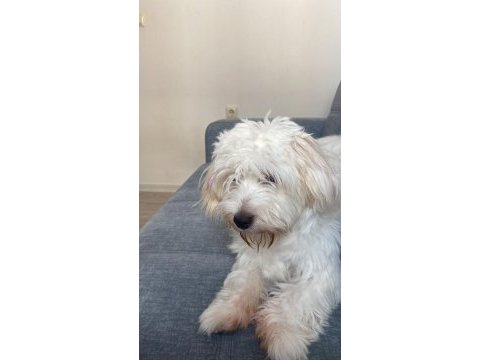Kızımıza yeni yuva arıyoruz maltese terrier