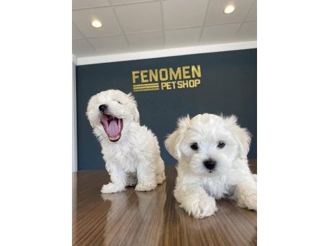 Kar beyaz maltese terrier yavrular ankara mağazamızda