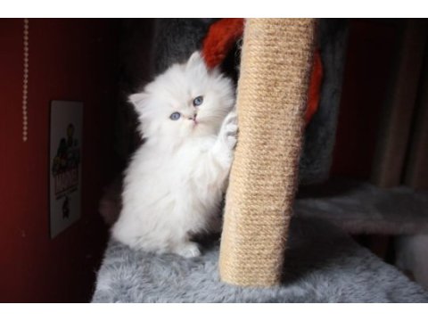 6 kardeş british longhair yavrular yeni ailelerini arıyor