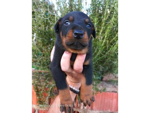 A kalite doberman yavrular