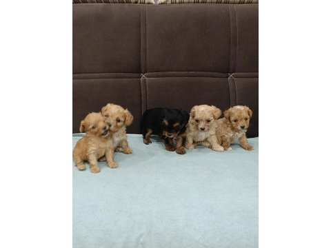 Türkiyenin en minik maltipoo bebekleri