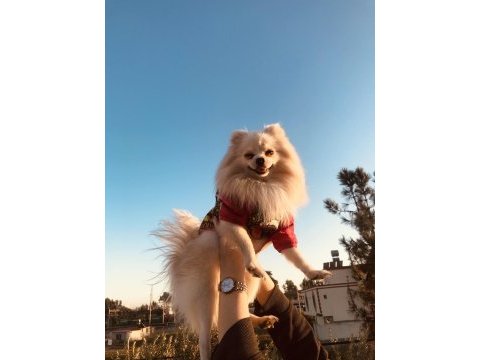 Erkek pomeranian boo