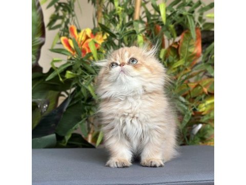 Safkan ve şecereli golden chocolate scottish fold lh