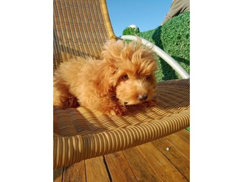 Yumak yumak maltipoo yavru