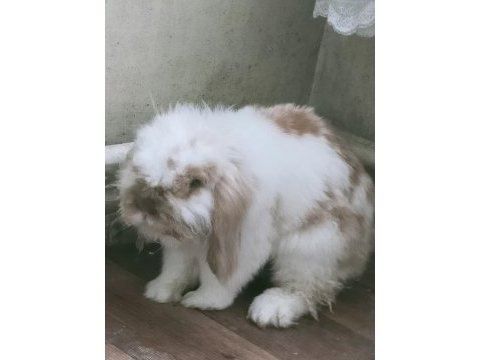 Hollanda lop tavşanı