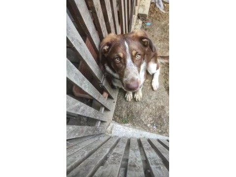 Köpeğimiz acil ücretsiz sahiplendirme