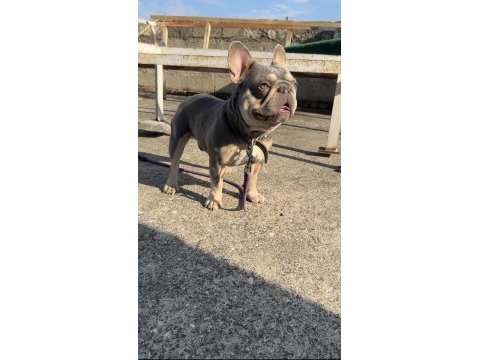 Lilac tan quad erkek french bulldog