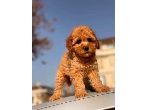Red toy poodle yavrular