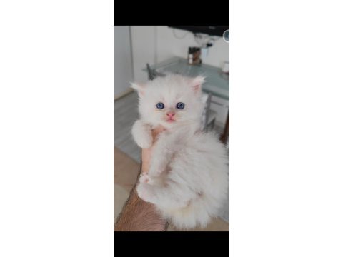 British longhair kedisi