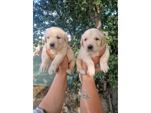 Baby face orjinal golden yavrular