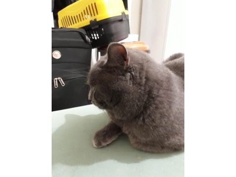 British shorthair