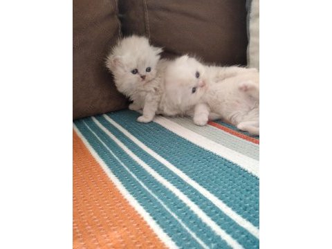 Bella nın scottish fold yavruları