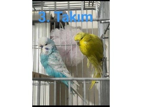 Üst vasıf show jumbo muhabbet kuşu takımlar