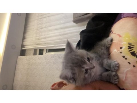 Yavru british shorthair