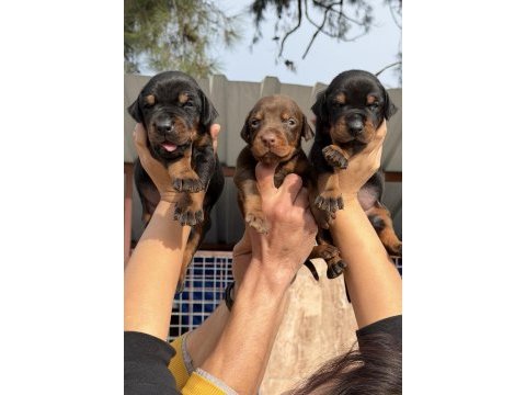 Doberman yavrularımız 