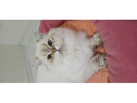 16 aylık aktif şecereli british longhair