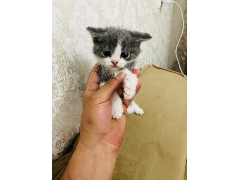 45 günlük british shorthair yavrumuz