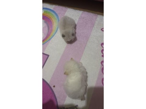 50 günlük british shorthair yavrularımız
