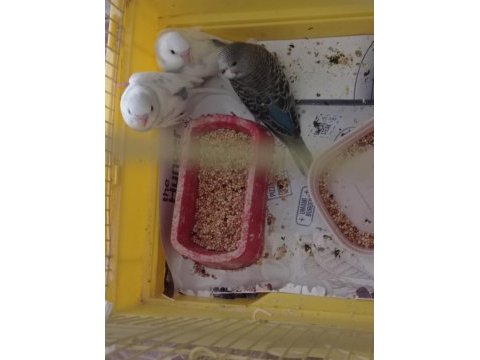 Yeni yem yemeye başladı muhabbet kuşumuz