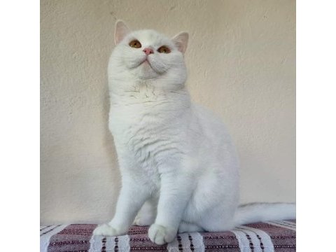 12 aylık dişi british shorthair
