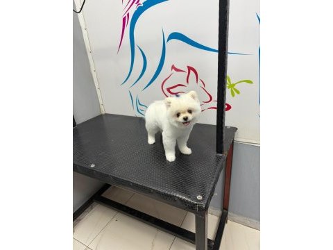 Uysal pomeranian 2 yaşında