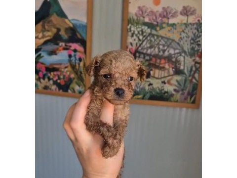 Poodle prens ve prensesler