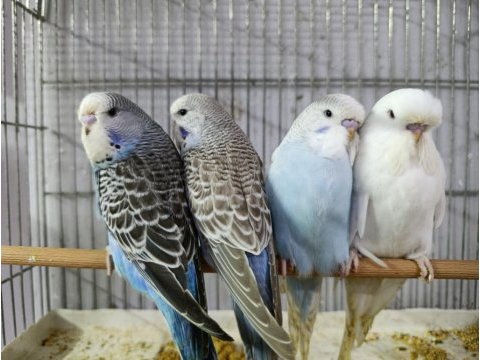 Alıştırmalık jumbo muhabbet kuşu yavrular