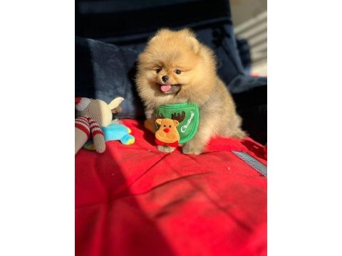 Orijinal pomeranian boo show kalite yavrular