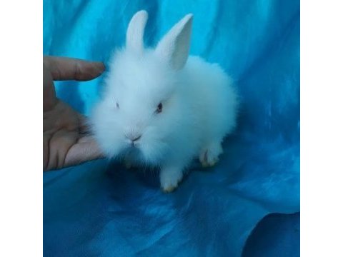 Aslanbaş tavşan renk renk mevcuttur