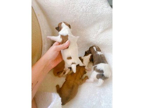 Petmode köpek çiftliğinden show kalite morkie yavrular