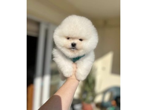 Pomeranian boo a kalite tea cup