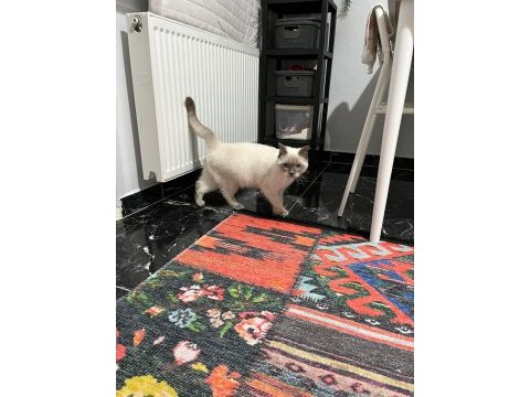 Pamuk ve çakırın evlatları kediler