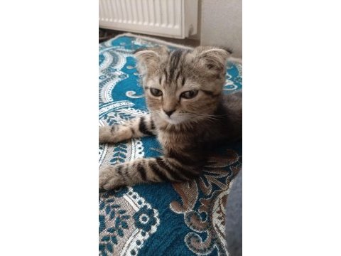 Scottish fold yeni yuvamızı arıyoruz