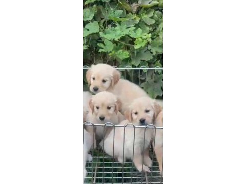 Baby face golden retriever yavrularımız