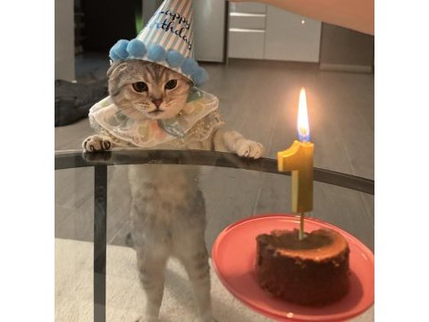 Erkek scottish fold kedisi