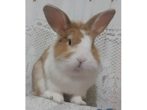 Dişi tavşan arıyorum