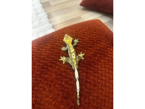 Crested gecko acil