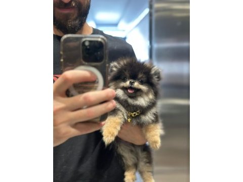 Yumoş pomeranian boo yavrusu