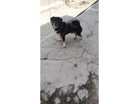 Sevgi böcüğü pekinez oğlana yuva arıyoruz