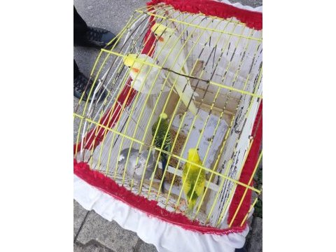 Evcil sultan papağanı